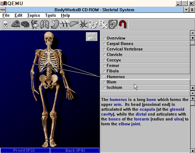 Bodyworks Classic - Skelatal